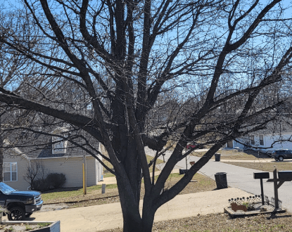 <p style="font-family: 'Poppins', sans-serif; font-weight: 700; font-size:24px;">TREE REMOVAL</p>