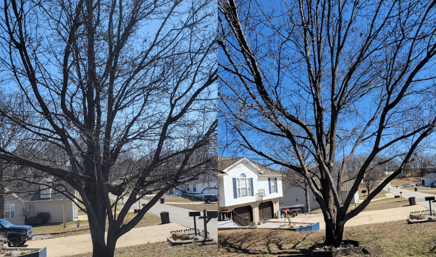 Ritzco Tree Care