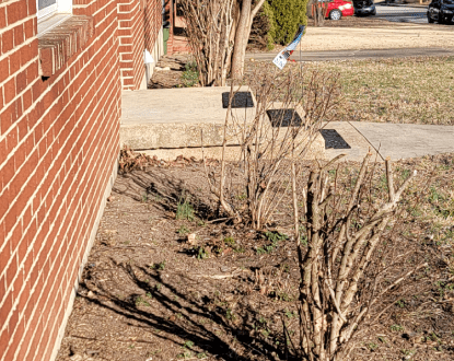 <p style="font-family: 'Poppins', sans-serif; font-weight: 700; font-size:24px;">TREE TRIMMING</p>