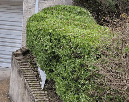 <p style="font-family: 'Poppins', sans-serif; font-weight: 700; font-size:24px;">TREE SHAPING</p>