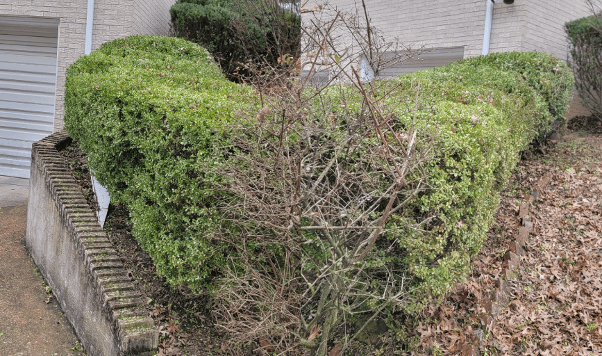 Ritzco Tree Care